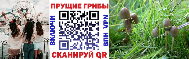 Псилоцибиновые грибы GOLDEN TEACHER Старый Оскол